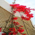 Melody Lejlighedshotel Faliraki